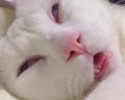 cat-makes-most-funny-when-sleeping-6