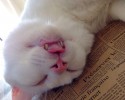 cat-makes-most-funny-when-sleeping-8