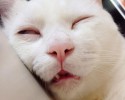 cat-makes-most-funny-when-sleeping-9