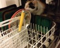 cats-getting-themselves-where-they-dont-belong-18