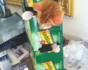 cats-getting-themselves-where-they-dont-belong-19
