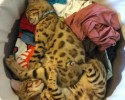 cats-getting-themselves-where-they-dont-belong-8