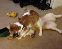 corgi-and-cat-are-best-pals-7