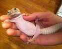 cute-baby-reptiles-11