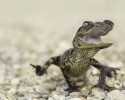 cute-baby-reptiles-18
