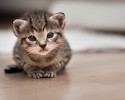 cutest-kittens-ever-awesomleycute.com-12-03-2014-28
