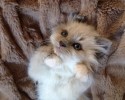 cutest-kittens-ever-awesomleycute.com-12-03-2014-5