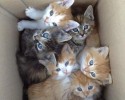 cutest-kittens-ever-awesomleycute.com-12-03-2014-8