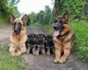 dog-families-1