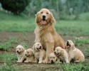 dog-families-10