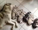 dog-families-11
