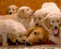 dog-families-12