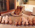 dog-families-2
