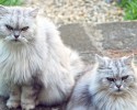 fluffiest-cats-awesomelycute.com-1