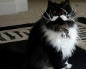 fluffiest-cats-awesomelycute.com-12