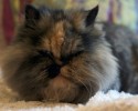 fluffiest-cats-awesomelycute.com-13