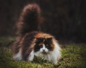 fluffiest-cats-awesomelycute.com-14