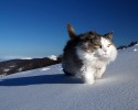 fluffiest-cats-awesomelycute.com-15