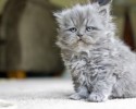 fluffiest-cats-awesomelycute.com-16