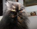 fluffiest-cats-awesomelycute.com-2