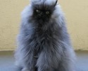 fluffiest-cats-awesomelycute.com-6