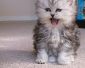 fluffiest-cats-awesomelycute.com-7