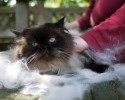 fluffiest-cats-awesomelycute.com-9