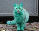 green-cat-bulgaria-1