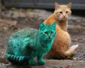 green-cat-bulgaria-2
