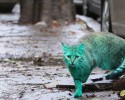 green-cat-bulgaria-3