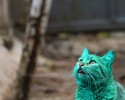 green-cat-bulgaria-7