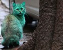 green-cat-bulgaria-8