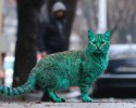 green-cat-bulgaria-9