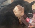little-girl-sneaks-in-pet-cow-for-a-nap-awesomelycute.com-3