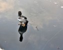 norwegian-man-jumps-into-icy-lake-to-save-duck-1
