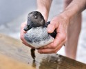 norwegian-man-jumps-into-icy-lake-to-save-duck-6