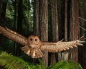 owl-17