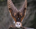 owl-28