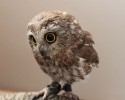 owl-3