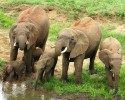 pangola-game-preserve-twin-baby-elephants-1