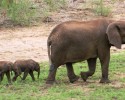 pangola-game-preserve-twin-baby-elephants-2