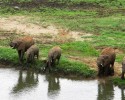 pangola-game-preserve-twin-baby-elephants-3