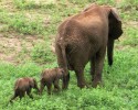 pangola-game-preserve-twin-baby-elephants-4