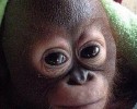 baby-orangutan-10036