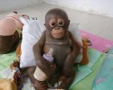 baby-orangutan-10038