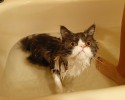 bathing-cats-10