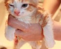 bathing-cats-4