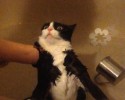 bathing-cats-5