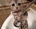 bathing-cats-6