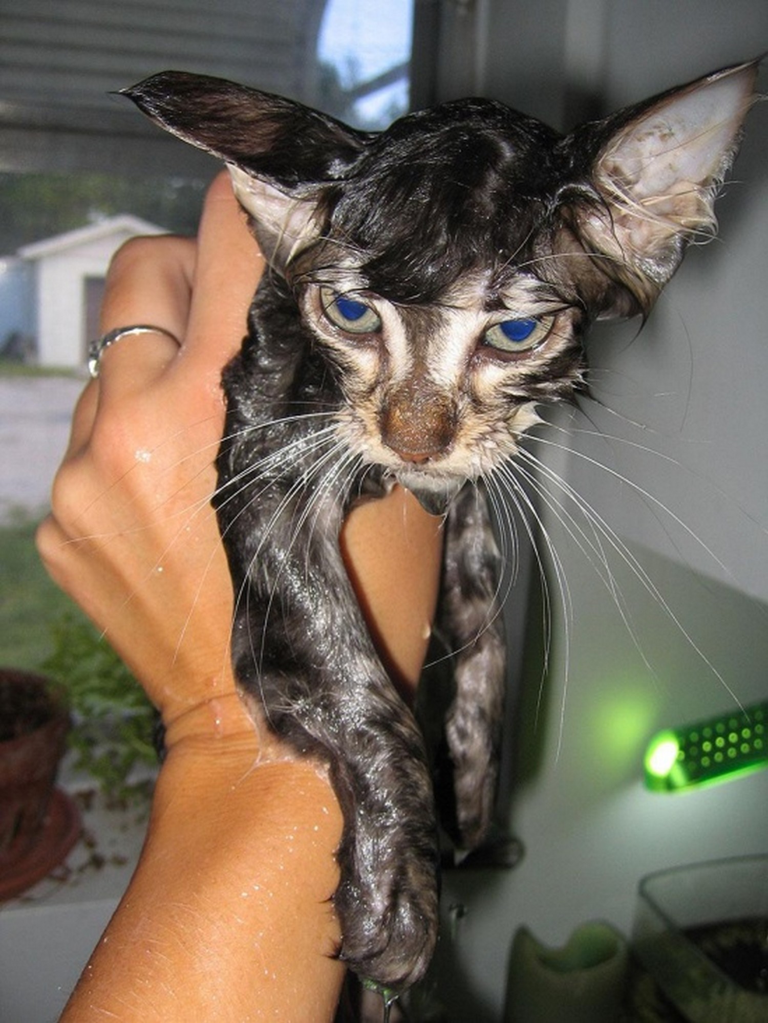 Бреют кис. Мокрая кошка. Мокрые коты. Мокрый котенок. Смешные киски.